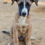 Malinois Mischling Trueno, 06/2025, Endgröße ca. 60 cm