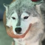 Husky Mischling Tula, 10/2022, ca. 55- 60 cm