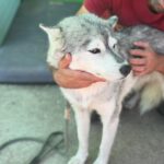 Husky Mischling Tula, 10/2022, ca. 55- 60 cm