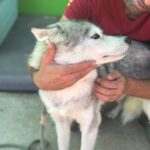 Husky Mischling Tula, 10/2022, ca. 55- 60 cm