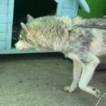 Husky Mischling Tula, 10/2022, ca. 55- 60 cm