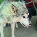 Husky Mischling Tula, 10/2022, ca. 55- 60 cm