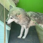 Husky Mischling Tula, 10/2022, ca. 55- 60 cm