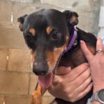 Pinscher Mischling Turbo, 11/2021, ca. 40 cm