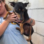 Pinscher Mischling Turbo, 11/2021, ca. 40 cm