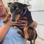 Pinscher Mischling Turbo, 11/2021, ca. 40 cm