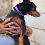 Pinscher Mischling Turbo, 11/2021, ca. 40 cm