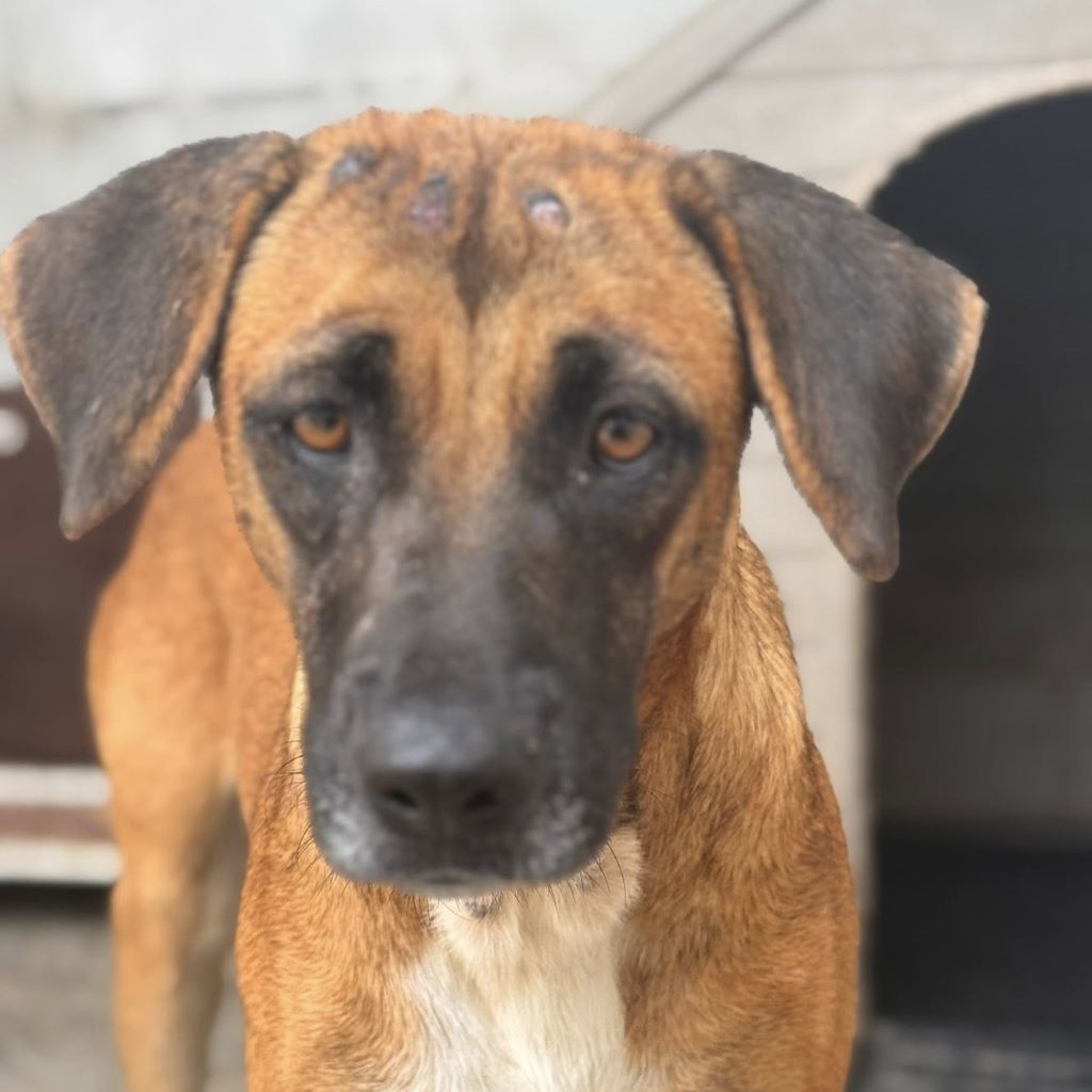 Malinois Mischling Turca, 12/2023, ca. 60 cm