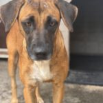 Malinois Mischling Turca, 12/2023, ca. 60 cm