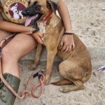 Malinois Mischling Turca, 12/2023, ca. 60 cm