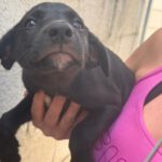 Podenco Mischling Verde, 07/2025, Endgröße ca. 55 cm