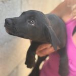 Podenco Mischling Verde, 07/2025, Endgröße ca. 55 cm