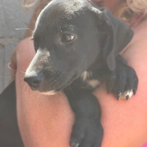 Podenco Mischling Violet, 07/2025, Endgröße ca. 50 cm