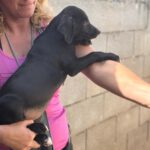 Podenco Mischling Violet, 07/2025, Endgröße ca. 50 cm