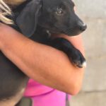 Podenco Mischling Violet, 07/2025, Endgröße ca. 50 cm