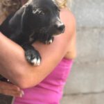 Podenco Mischling Violet, 07/2025, Endgröße ca. 50 cm
