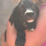 Podenco Mischling Violet, 07/2025, Endgröße ca. 50 cm