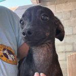 Pinscher Mischling Waffle, 06/2025, Endgröße ca. 30 cm