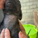 Pinscher Mischling Waffle, 06/2025, Endgröße ca. 30 cm