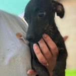Pinscher Mischling Waffle, 06/2025, Endgröße ca. 30 cm