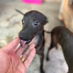 Pinscher Mischling Waffle, 06/2025, Endgröße ca. 30 cm