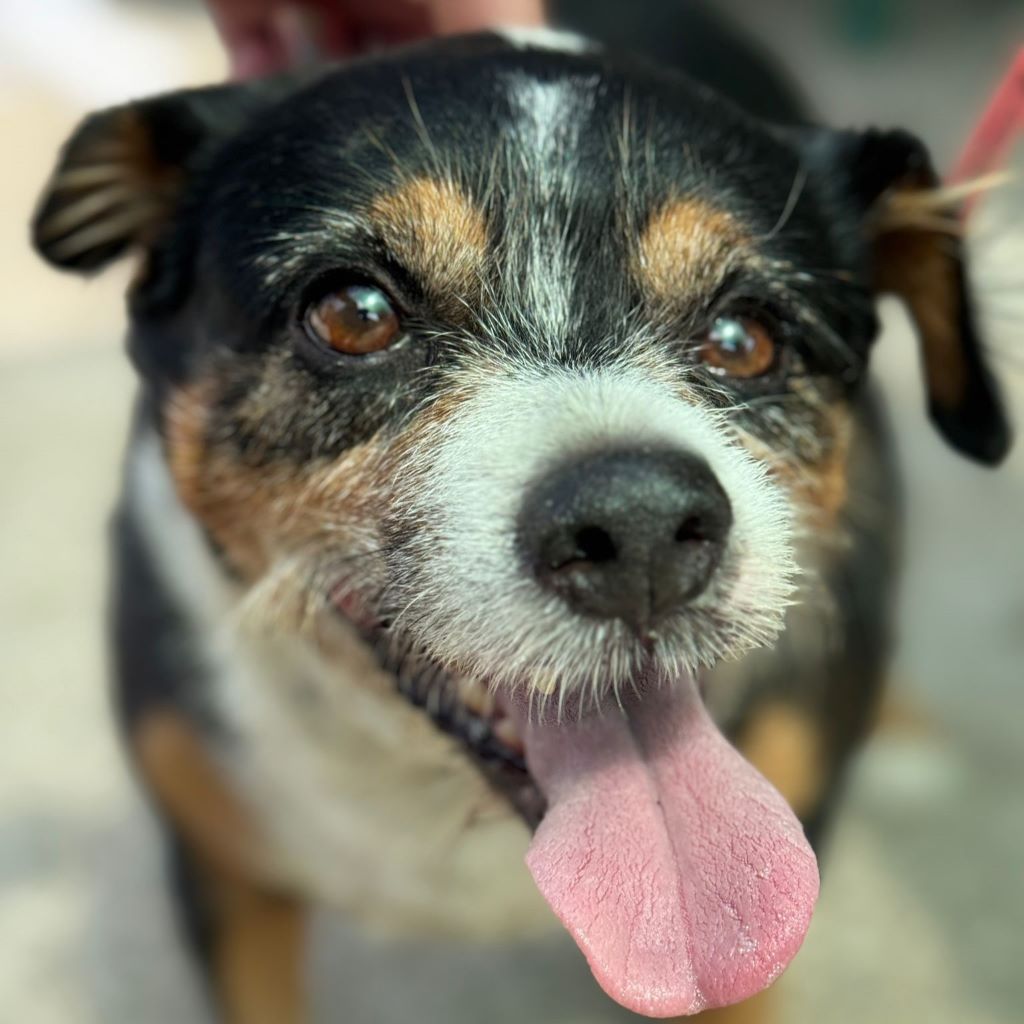 Beagle Mischling Willy, 08/2020, ca. 30 cm