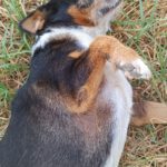 Beagle Mischling Willy, 08/2020, ca. 30 cm