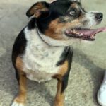 Beagle Mischling Willy, 08/2020, ca. 30 cm
