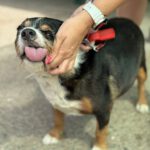 Beagle Mischling Willy, 08/2020, ca. 30 cm