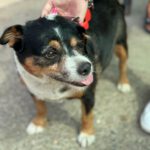 Beagle Mischling Willy, 08/2020, ca. 30 cm