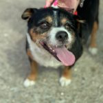 Beagle Mischling Willy, 08/2020, ca. 30 cm