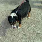 Beagle Mischling Willy, 08/2020, ca. 30 cm
