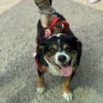 Beagle Mischling Willy, 08/2020, ca. 30 cm