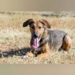 Mischling Yuma, 01/2025, Endgröße ca. 55- 60 cm