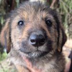 Mischling Zazou, 05/2025, Endgröße 40-45 cm