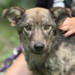 Mischling Zelek, 10/2023, ca. 35 cm