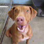 Bracken Mischling Zidan, 11/2022, ca. 57 cm