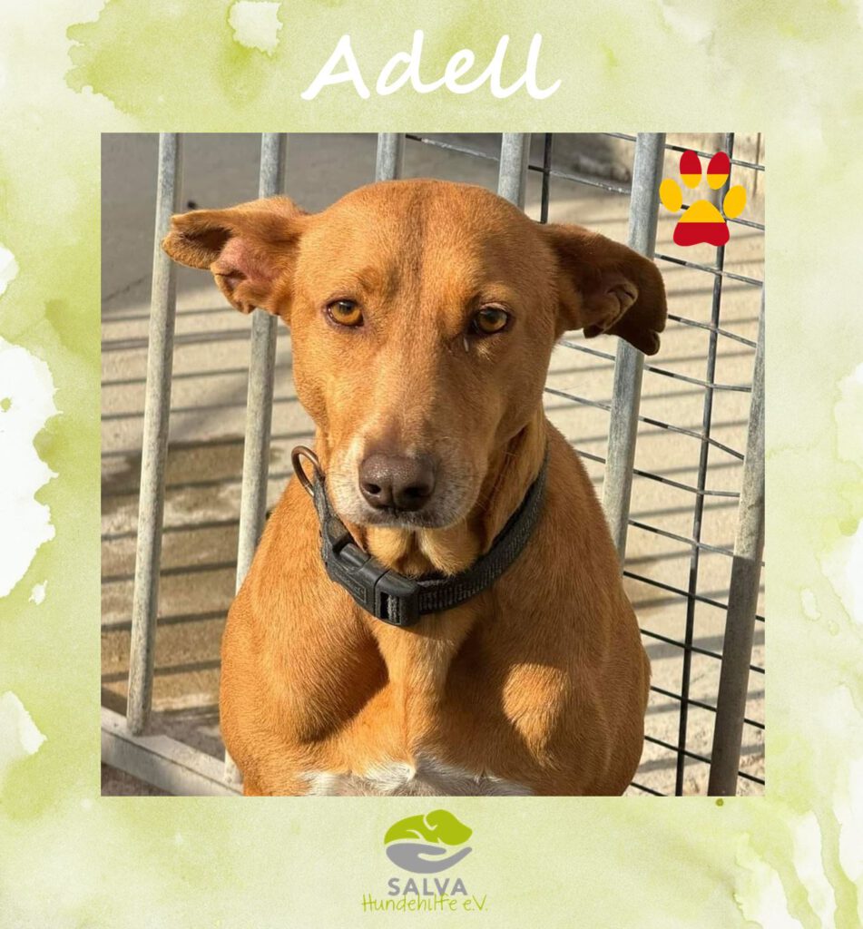 Angsthund Adell - SALVA Motto im Oktober: Die unsichtbaren Hunde