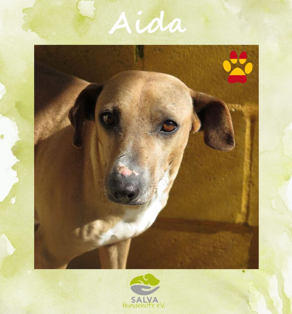 Angsthund Aida - SALVA Motto im Oktober: Die unsichtbaren Hunde