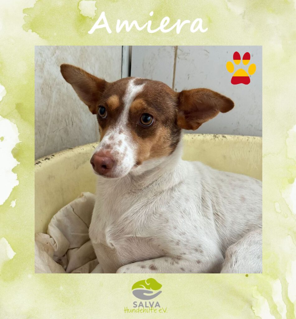 Angsthund Amiera - SALVA Motto im Oktober: Die unsichtbaren Hunde