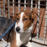 Mischling Anneliese, 10/2024, ca. 55 cm