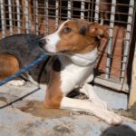 Mischling Anneliese, 10/2024, ca. 55 cm