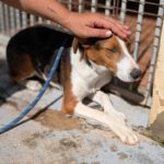 Mischling Anneliese, 10/2024, ca. 55 cm