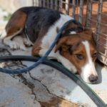 Mischling Anneliese, 10/2024, ca. 55 cm