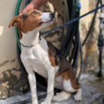 Mischling Anneliese, 10/2024, ca. 55 cm