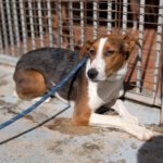 Mischling Anneliese, 10/2024, ca. 55 cm