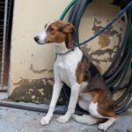 Mischling Anneliese, 10/2024, ca. 55 cm