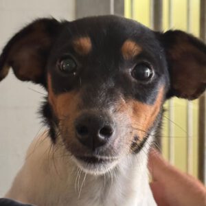 Bodeguero Mischling Aponi, 10/2024, ca. 37 cm