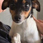 Bodeguero Mischling Aponi, 10/2024, ca. 37 cm