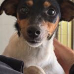 Bodeguero Mischling Aponi, 10/2024, ca. 37 cm